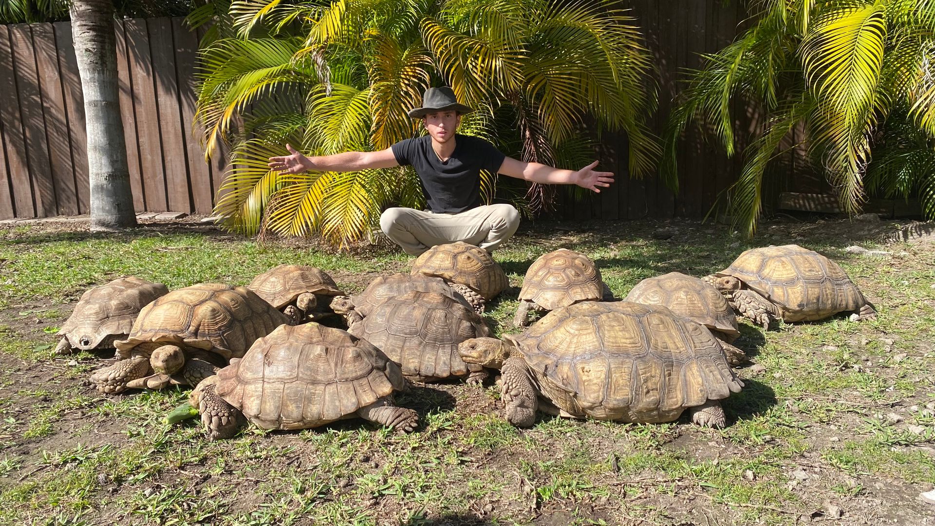 Shadow with sulcata tortoises in Miami