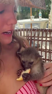 A small exotic mammal eating fruit during a private animal encounter