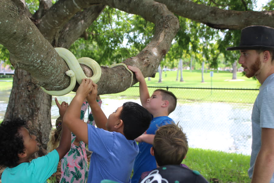 Children reaching up to an albino carpet python resting on a tree branch at a park party