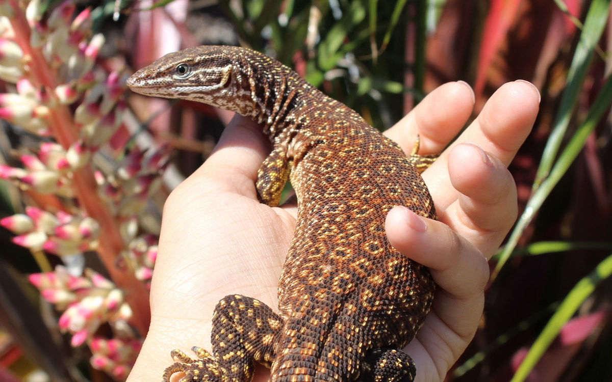 Ackie Monitor