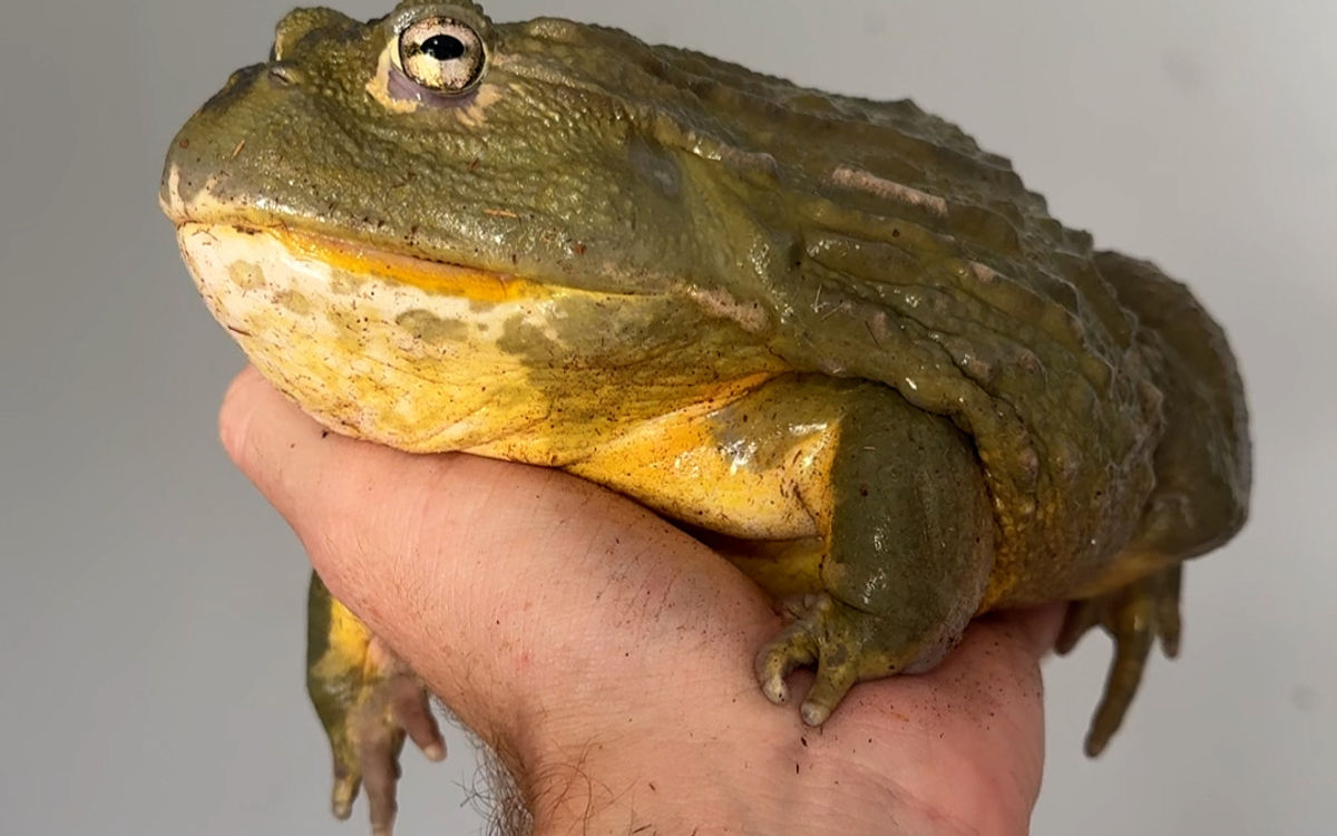 African Bullfrog
