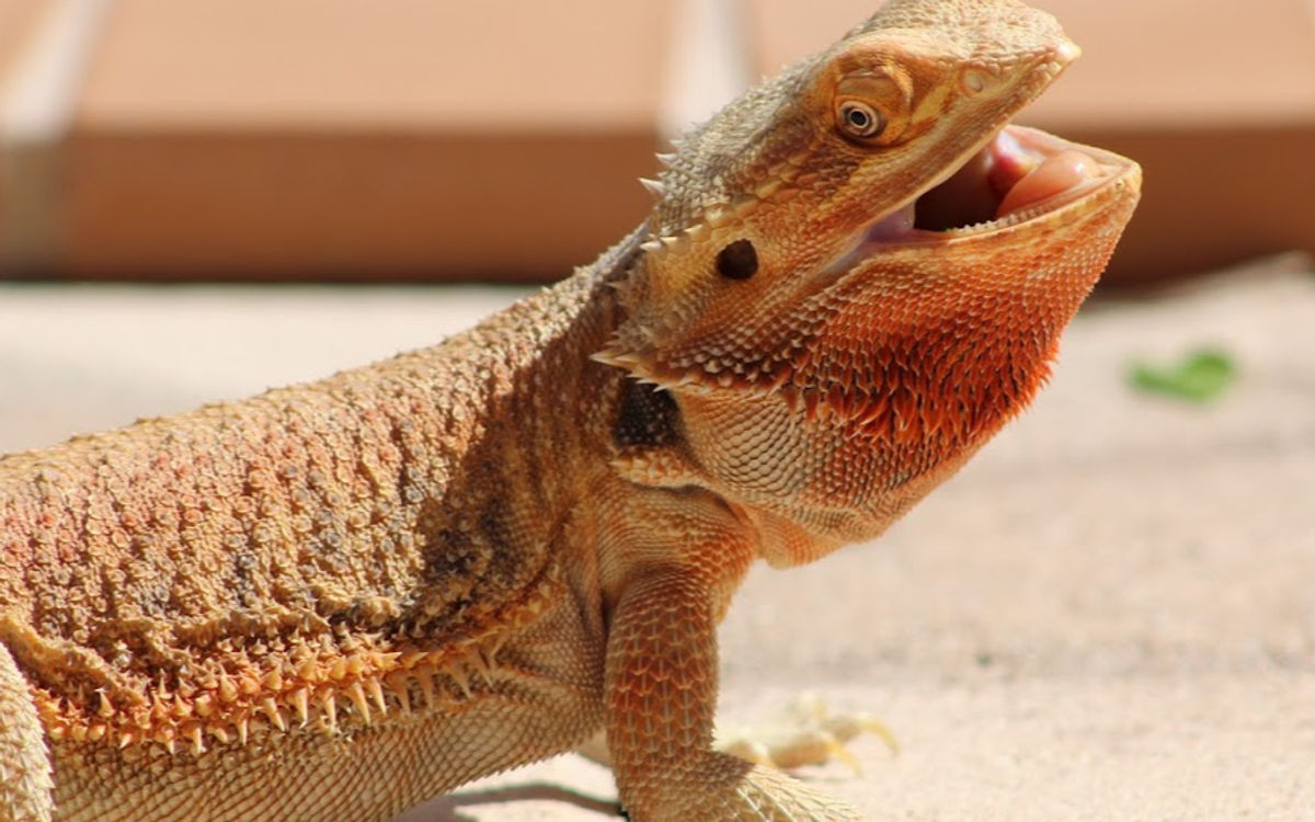 Bearded Dragon