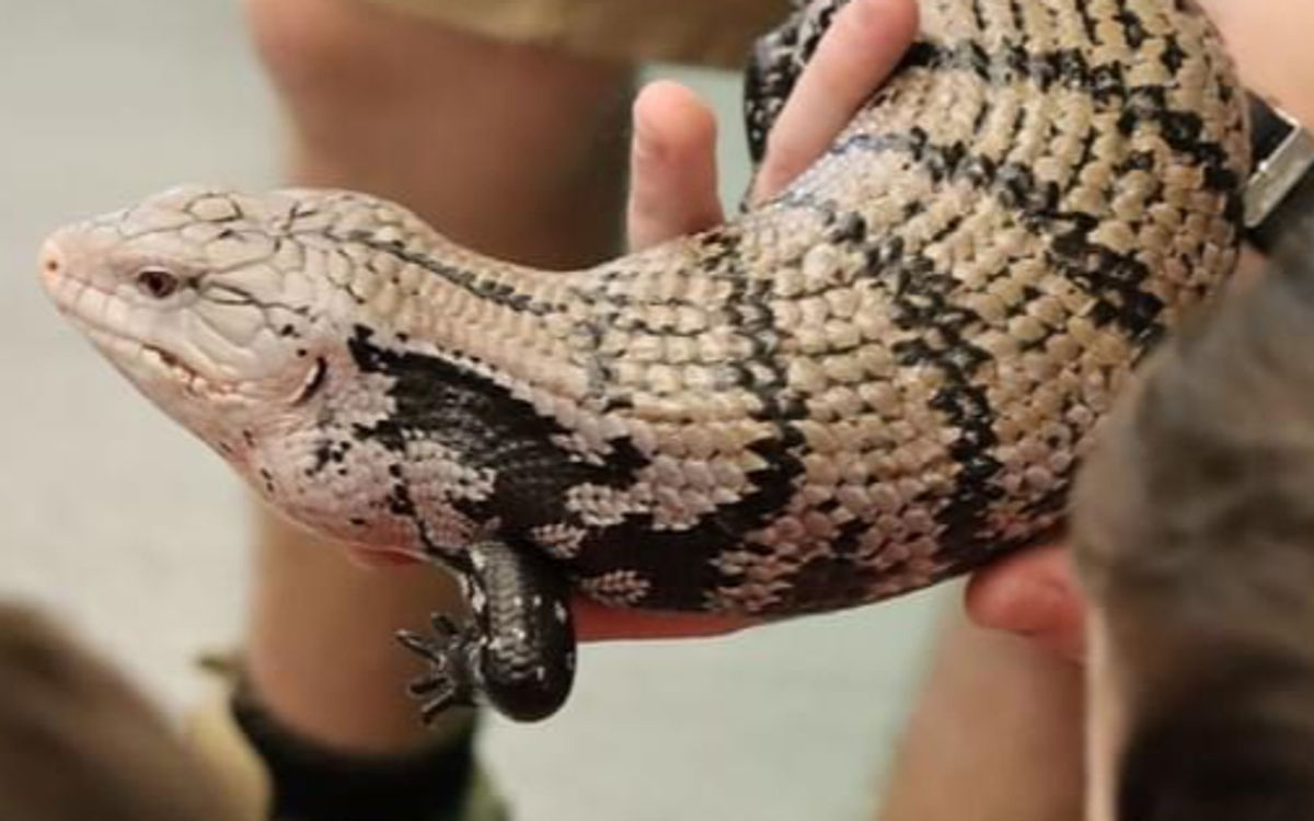 Blue Tongue Skink