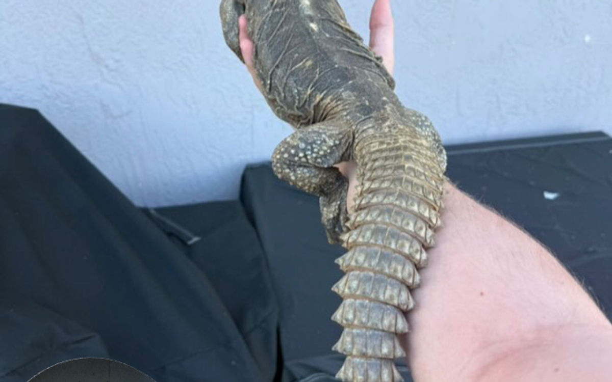 Egyptian Uromastyx