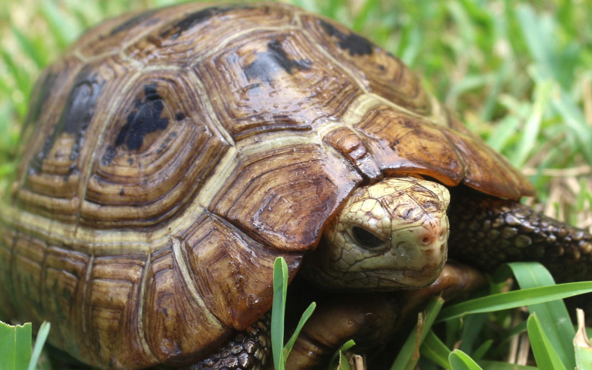 Elongated Tortoise