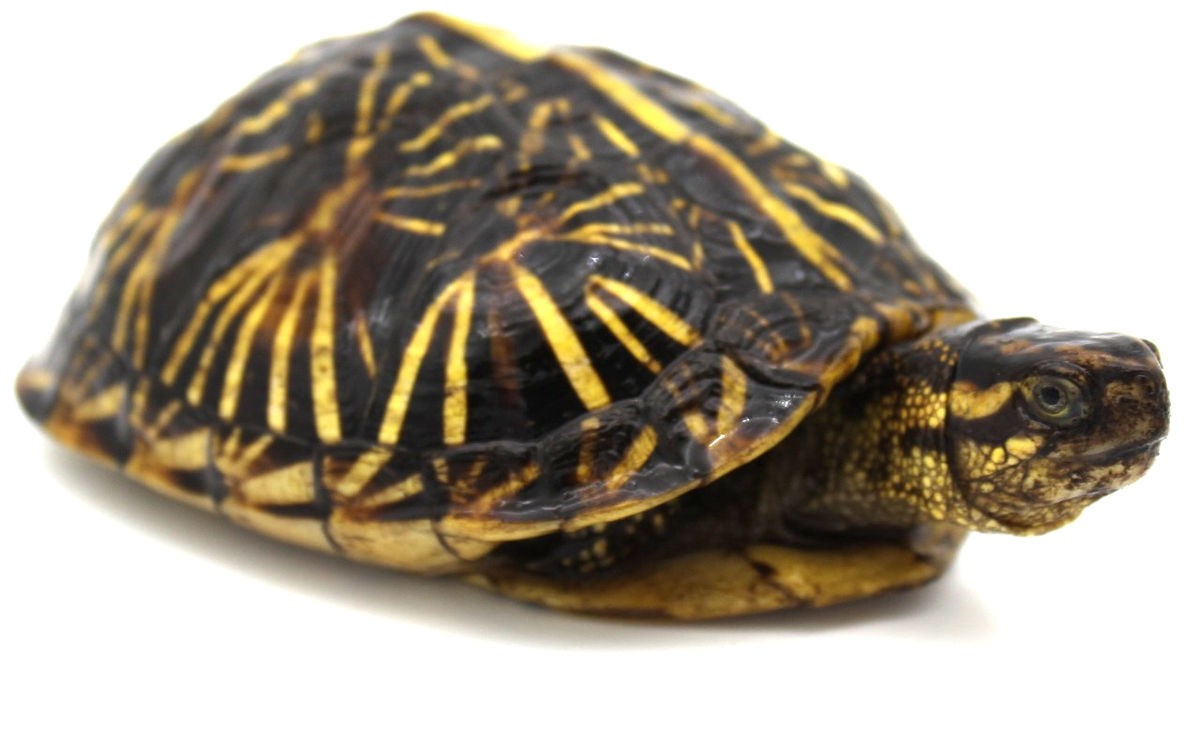 Florida Box Turtle