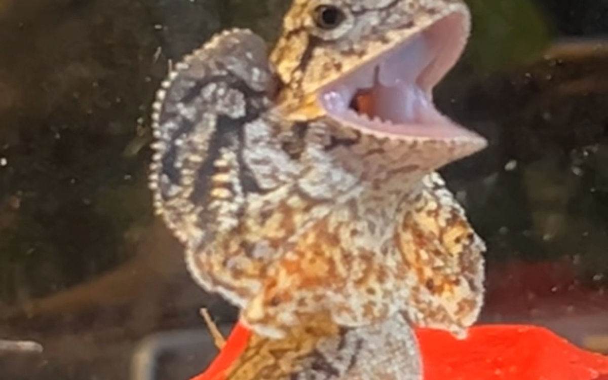 Frilled Lizard