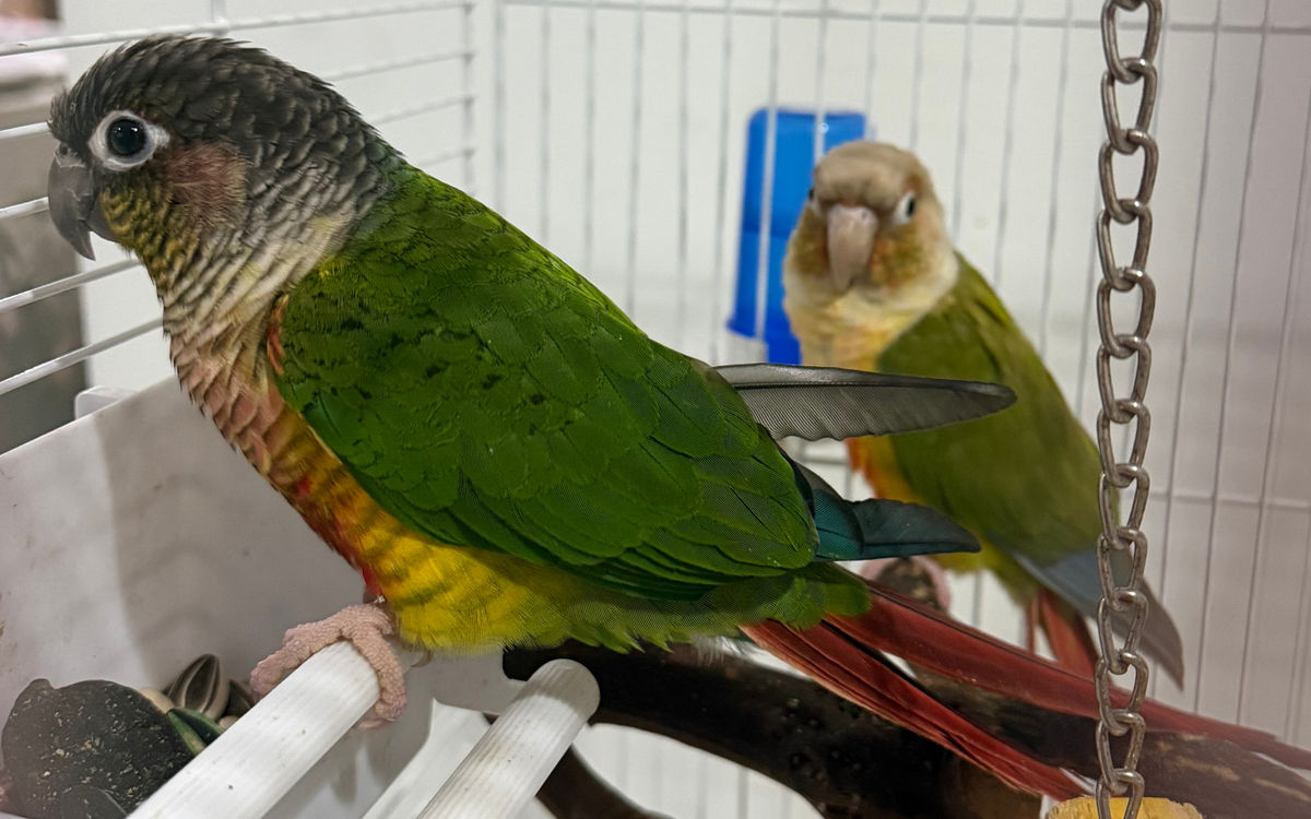 Green-Cheeked Conure