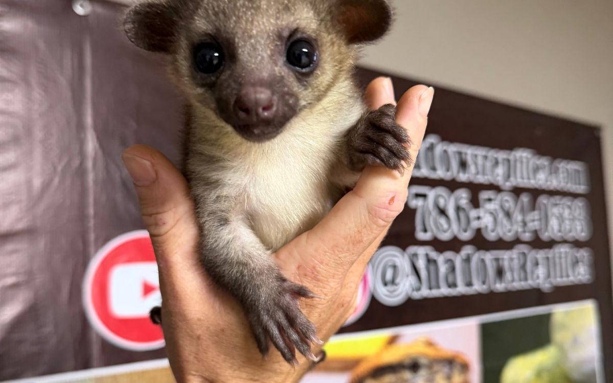 Kinkajou