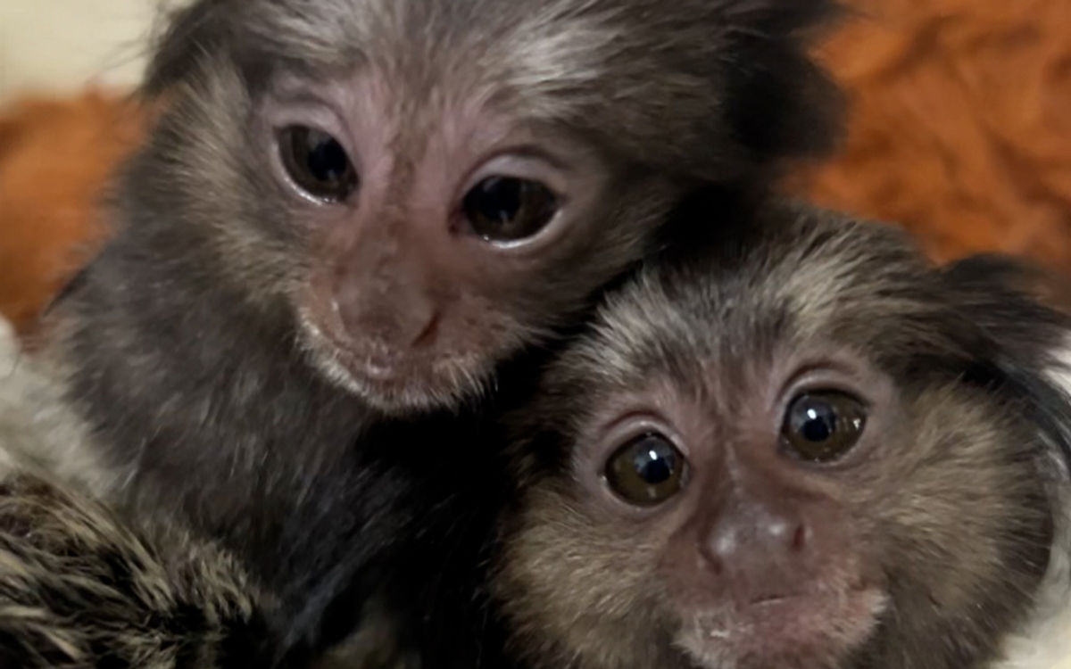 Marmoset Monkey