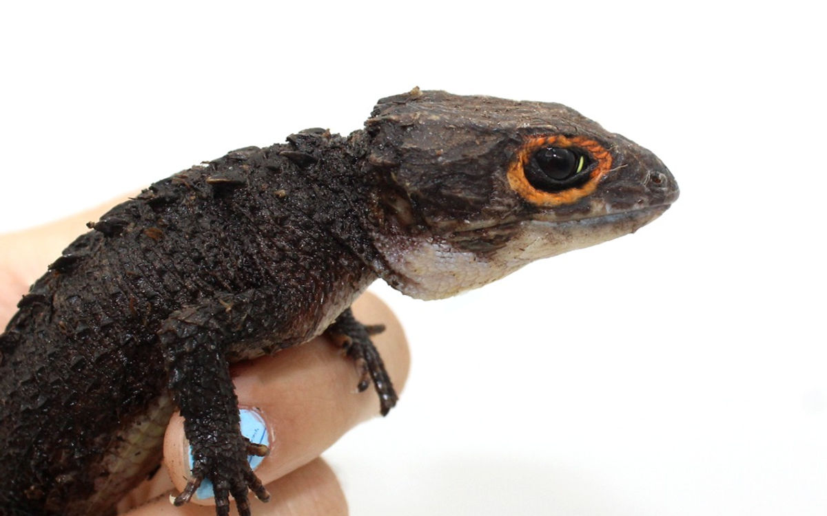 Red-Eyed Croc Skink