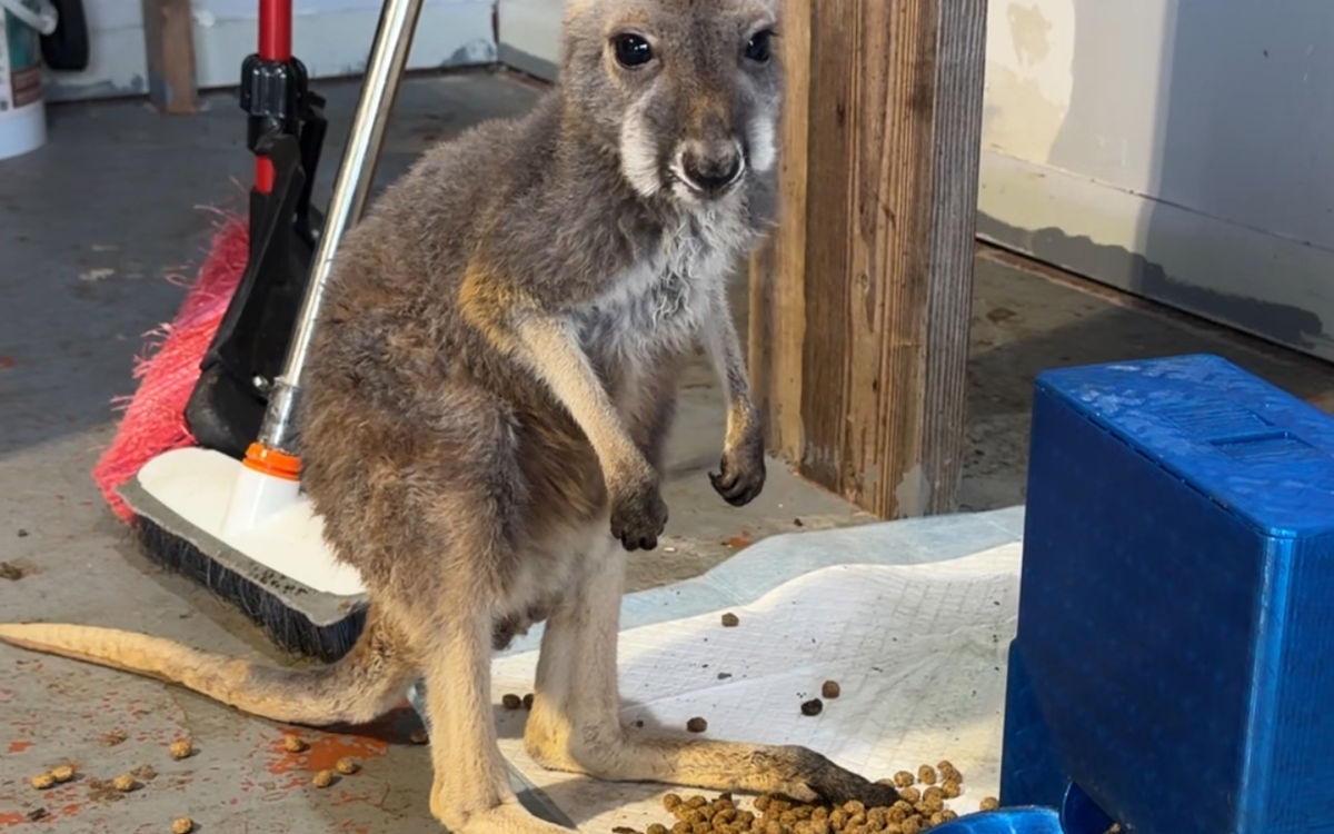 Red Kangaroo