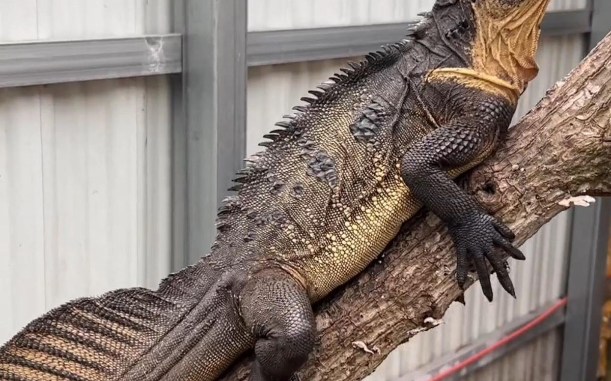 Sailfin Dragon