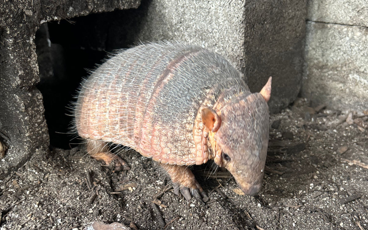 Screaming Hairy Armadillo