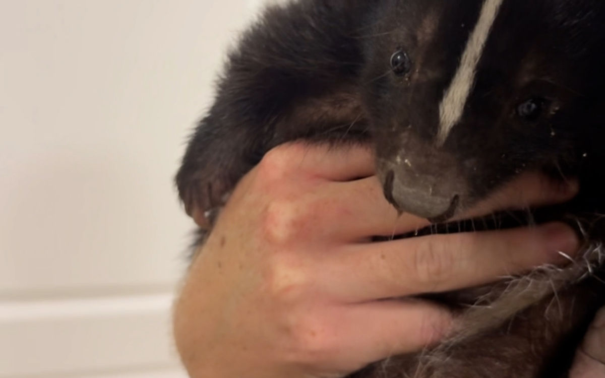 Skunk