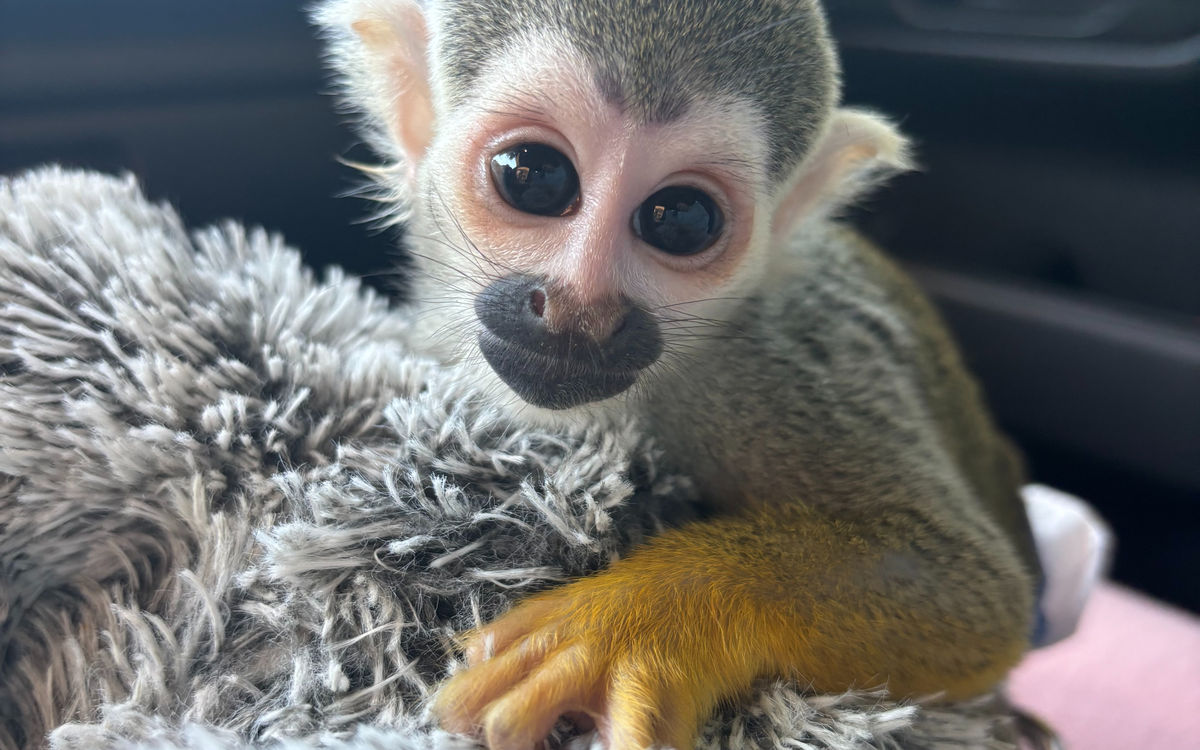 Squirrel Monkey