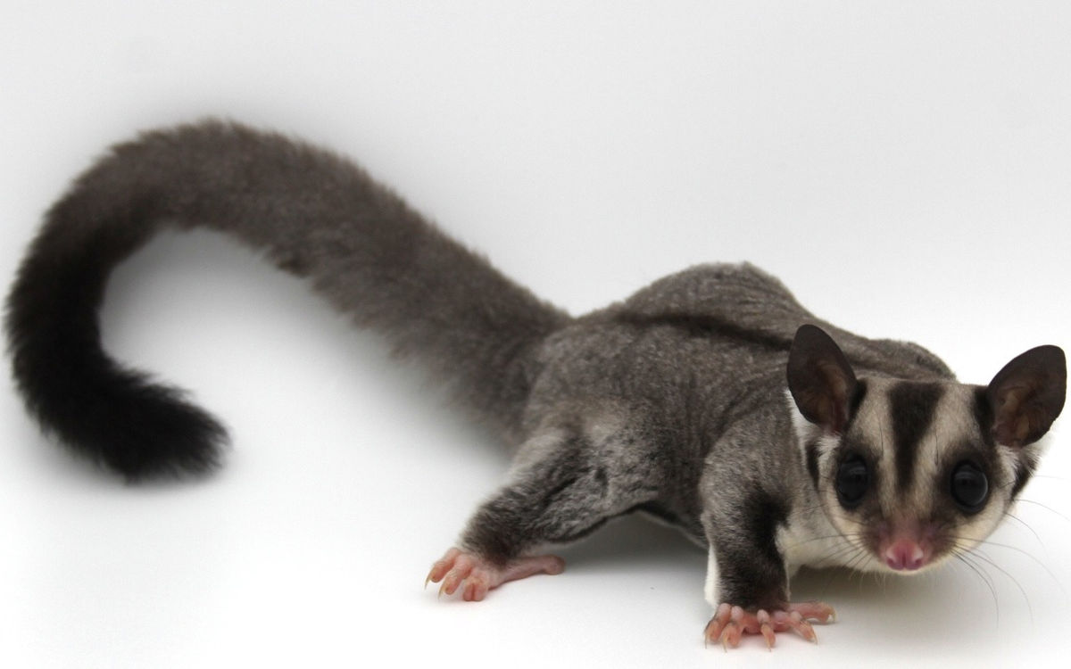 Sugar Glider