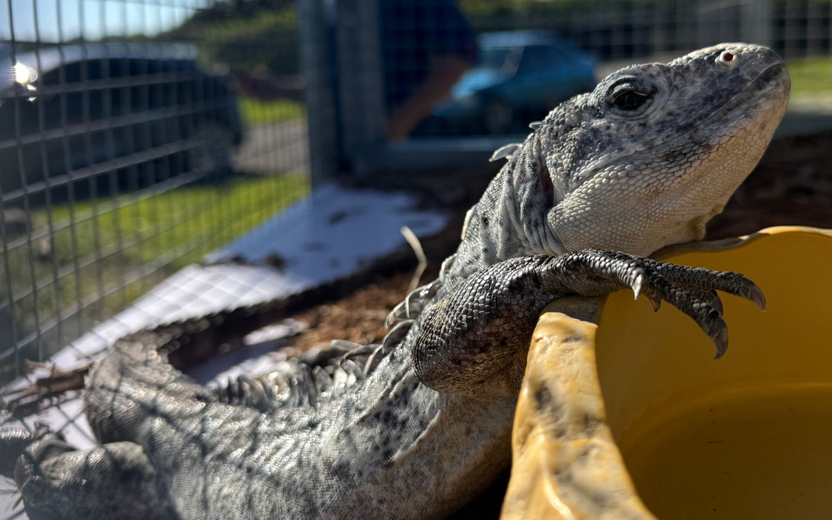 Utila Island Iguana
