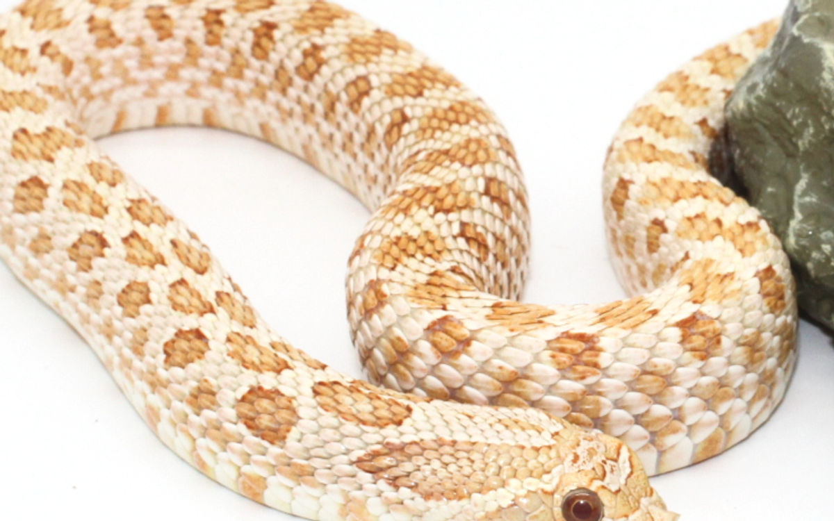 Western Hognose Snake